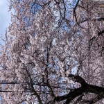 青森市の桜2021