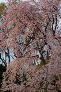 六義園桜2016-1