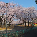 西東京桜2015-1