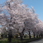 西東京桜2015-2