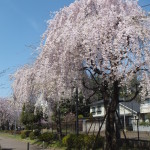 西東京桜2015-3