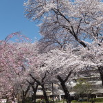 西東京桜2015-4