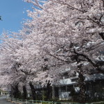 西東京桜2015-5