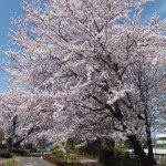 西東京桜2015-6