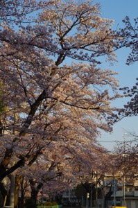西東京市桜2017-1