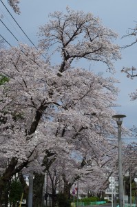 西東京の桜2020-2