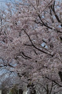 西東京の桜2020-1