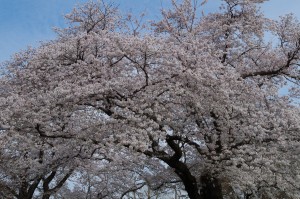 小金井公園の桜2020-2