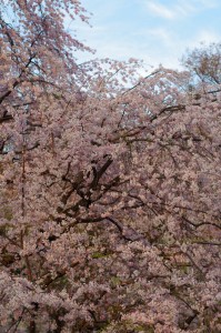 六義園桜2016-2