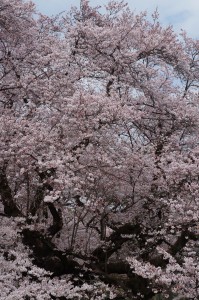 小金井公園桜2016-2