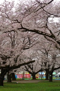 小金井公園桜2016-3